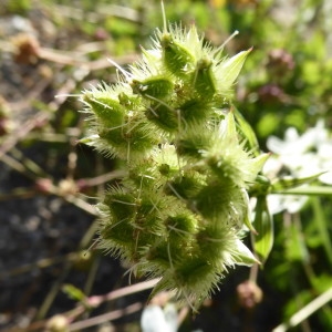 Photographie n°2205641 du taxon Orlaya grandiflora (L.) Hoffm. [1814]