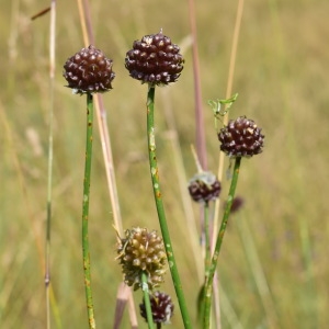 Photographie n°2205642 du taxon Allium vineale L. [1753]