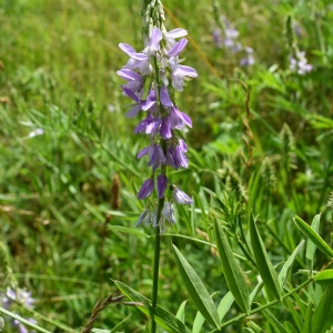 Photographie n°2205644 du taxon Galega officinalis L. [1753]