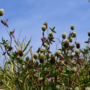 Photographie n°2205646 du taxon Trifolium alexandrinum L. [1755]