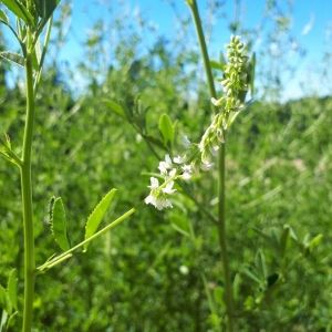 Photographie n°2205676 du taxon Melilotus albus Medik. [1787]