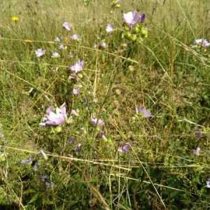 Photographie n°2205707 du taxon Malva moschata L. [1753]