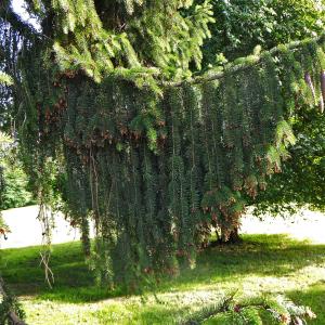 Photographie n°2205713 du taxon Picea abies (L.) H.Karst. [1881]