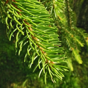 Photographie n°2205715 du taxon Picea abies (L.) H.Karst. [1881]