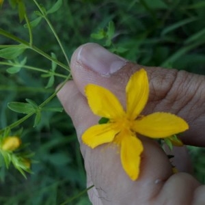 Photographie n°2205736 du taxon Hypericum perforatum L. [1753]