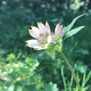 Photographie n°2205744 du taxon Astrantia major L. [1753]