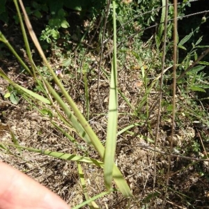 Photographie n°2205748 du taxon Elymus caninus (L.) L. [1755]