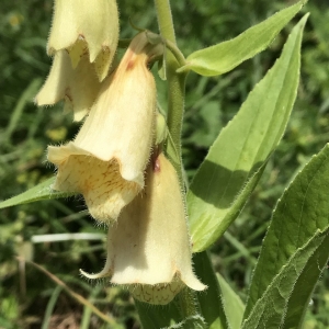 Photographie n°2205773 du taxon Digitalis grandiflora Mill. [1768]