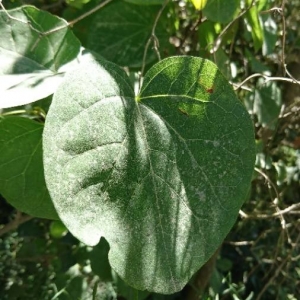 Photographie n°2205780 du taxon Cercis siliquastrum L. [1753]