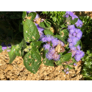 Ageratum houstonianum Mill. (Agératum du Mexique)