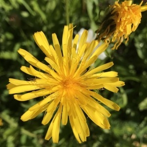 Photographie n°2205788 du taxon Crepis pyrenaica (L.) Greuter [1970]