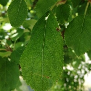 Photographie n°2205795 du taxon Malus domestica Borkh. [1803]