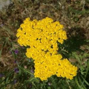 Photographie n°2205797 du taxon Achillea filipendulina Lam. [1783]