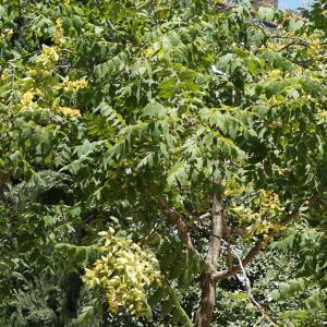 Photographie n°2205824 du taxon Koelreuteria paniculata Laxm. [1772]