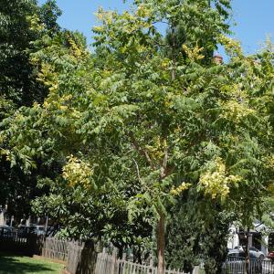 Photographie n°2205827 du taxon Koelreuteria paniculata Laxm. [1772]