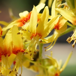 Photographie n°2205833 du taxon Koelreuteria paniculata Laxm. [1772]