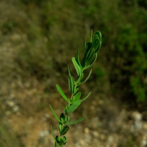 Photographie n°2205835 du taxon Hypericum perforatum L. [1753]