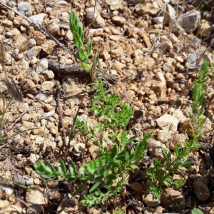 Photographie n°2205836 du taxon Hypericum perforatum L. [1753]