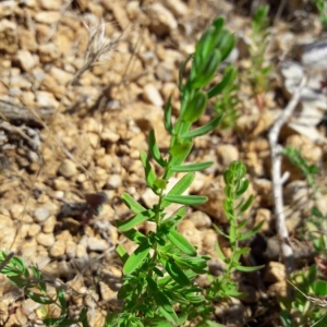 Photographie n°2205837 du taxon Hypericum perforatum L. [1753]