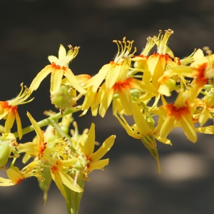 Photographie n°2205842 du taxon Koelreuteria paniculata Laxm. [1772]