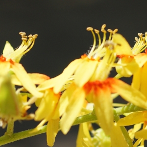 Photographie n°2205844 du taxon Koelreuteria paniculata Laxm. [1772]