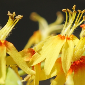 Photographie n°2205846 du taxon Koelreuteria paniculata Laxm. [1772]