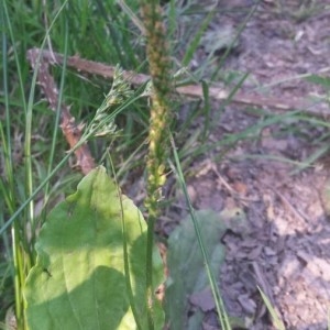 Photographie n°2205930 du taxon Plantago major L.