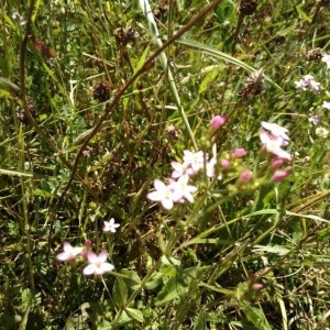 Photographie n°2205975 du taxon Centaurium erythraea Rafn [1800]