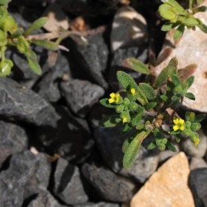 Photographie n°2205979 du taxon Alyssum alyssoides (L.) L. [1759]