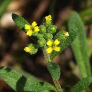 Photographie n°2205980 du taxon Alyssum alyssoides (L.) L. [1759]