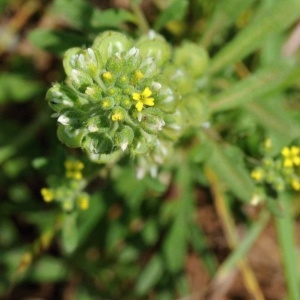 Photographie n°2205981 du taxon Alyssum alyssoides (L.) L. [1759]