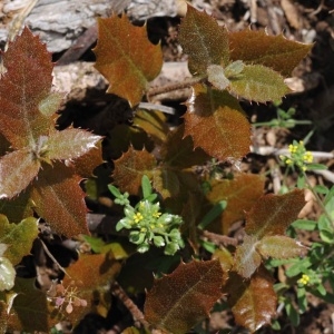 Photographie n°2205982 du taxon Alyssum alyssoides (L.) L. [1759]