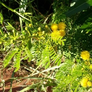  - Acacia karroo Hayne [1827]