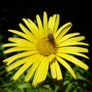 Photographie n°2206001 du taxon Buphthalmum salicifolium L. [1753]