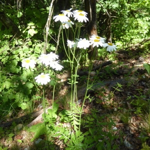 Photographie n°2206030 du taxon Tanacetum corymbosum (L.) Sch.Bip. [1844]