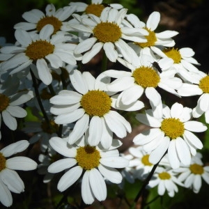 Photographie n°2206031 du taxon Tanacetum corymbosum (L.) Sch.Bip. [1844]