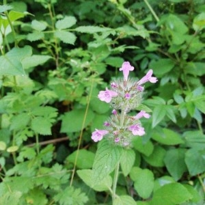 Photographie n°2206052 du taxon Clinopodium vulgare L.