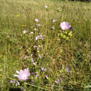 Photographie n°2206054 du taxon Malva moschata L. [1753]