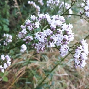 Photographie n°2206084 du taxon Valeriana officinalis L. [1753]