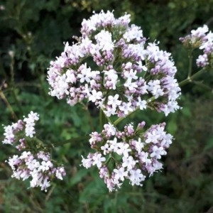 Photographie n°2206085 du taxon Valeriana officinalis L. [1753]