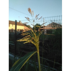 Panicum coloratum Walter (Millet dressé)