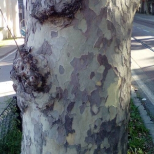 Photographie n°2206091 du taxon Platanus x hispanica Mill. ex Münchh. [1770]