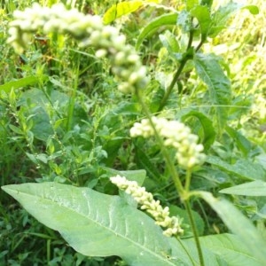 Photographie n°2206101 du taxon Persicaria lapathifolia (L.) Delarbre [1800]