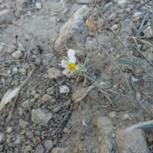 Photographie n°2206109 du taxon Helianthemum apenninum (L.) Mill. [1768]