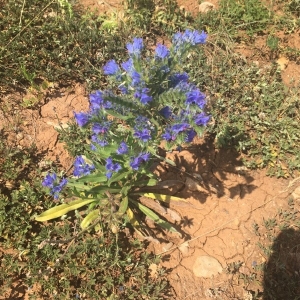 Photographie n°2206175 du taxon Echium vulgare L. [1753]