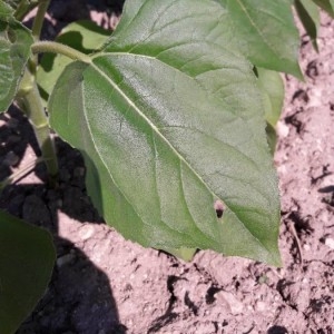 Photographie n°2206206 du taxon Helianthus annuus L. [1753]