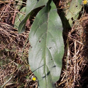 Photographie n°2206214 du taxon Verbascum thapsus L. [1753]