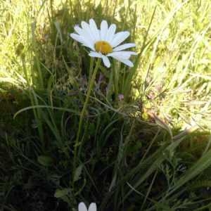 Photographie n°2206223 du taxon Leucanthemum vulgare Lam. [1779]