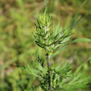 Photographie n°2206229 du taxon Artemisia vulgaris L. [1753]