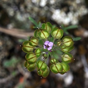 Photographie n°2206249 du taxon Iberis pinnata L. [1755]